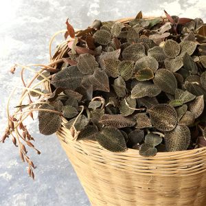 金线莲