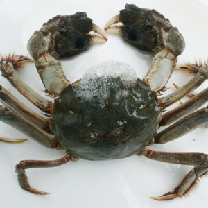 阳澄湖大闸蟹