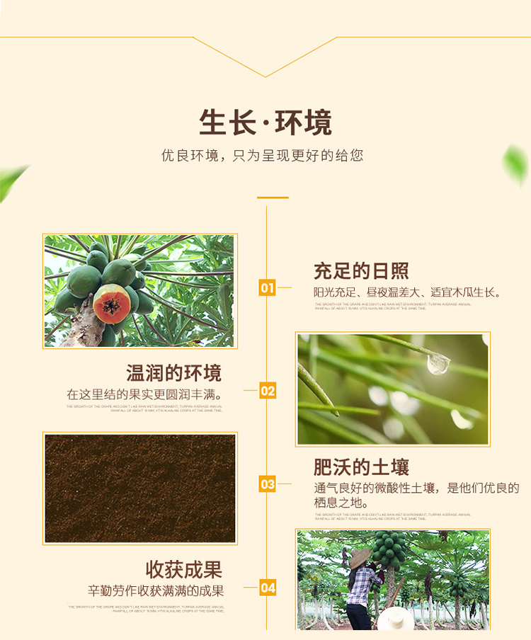 冰糖红心木瓜详情页_07.jpg