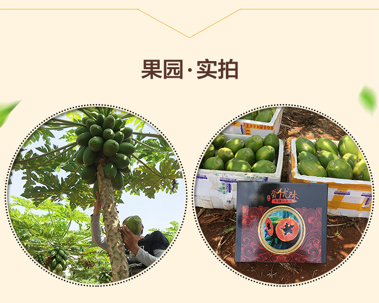冰糖红心木瓜详情页_08.jpg