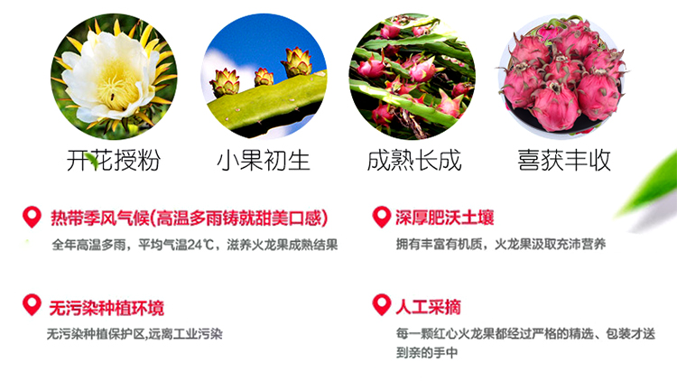 火龙果_09.jpg