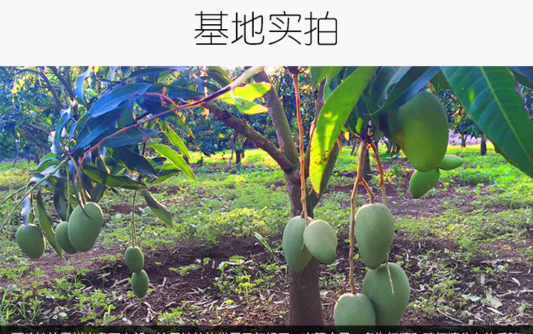 覃斗蛋芒详情页_12.jpg
